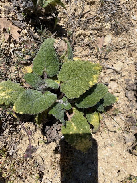 image6